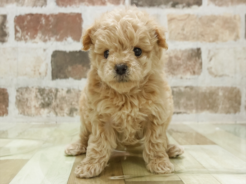 愛知県のトイプードル(タイニー) (ワンラブ名古屋守山インター総本店/2026年1月30日生まれ/女の子/クリーム)の子犬の3枚目の画像