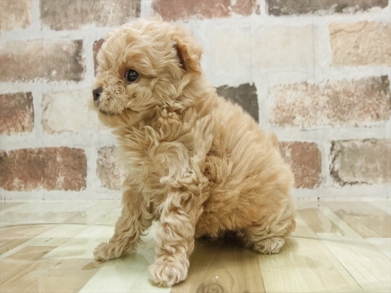 愛知県のトイプードル(タイニー) (ワンラブ名古屋守山インター総本店/2026年1月30日生まれ/女の子/クリーム)の子犬の2枚目の画像