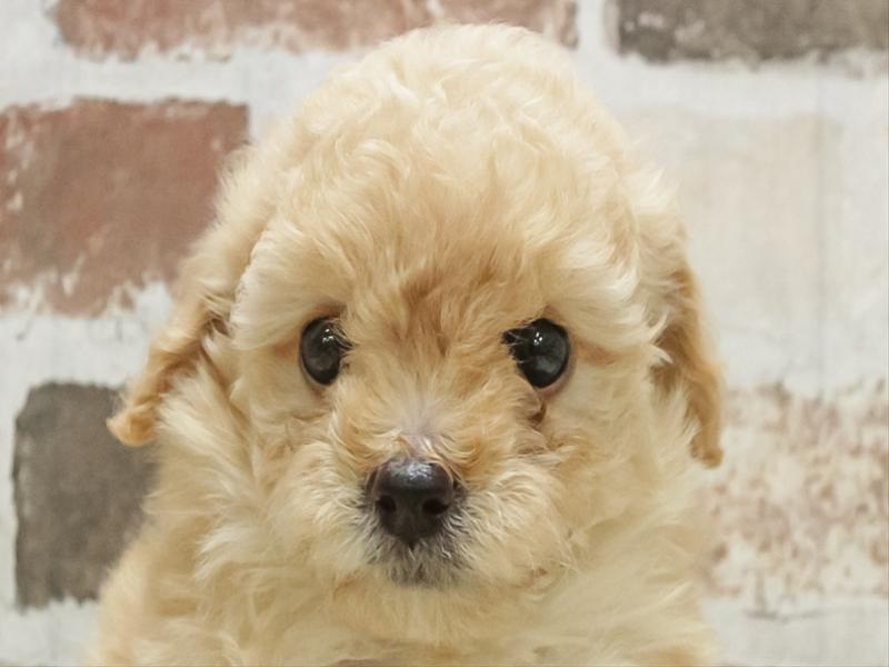 愛知県のトイプードル(タイニー) (ワンラブ名古屋守山インター総本店/2026年1月30日生まれ/女の子/クリーム)の子犬の1枚目の画像