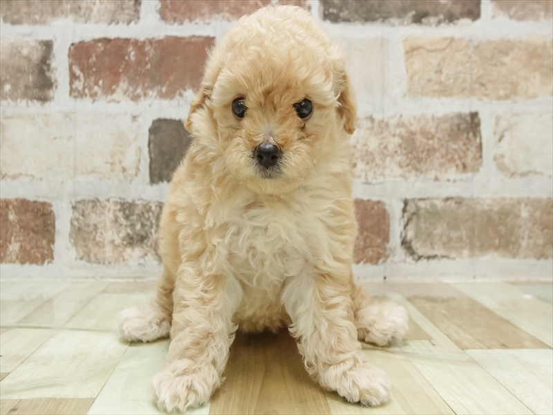 愛知県のトイプードル(タイニー) (ワンラブ名古屋守山インター総本店/2026年1月30日生まれ/女の子/クリーム)の子犬の3枚目の画像