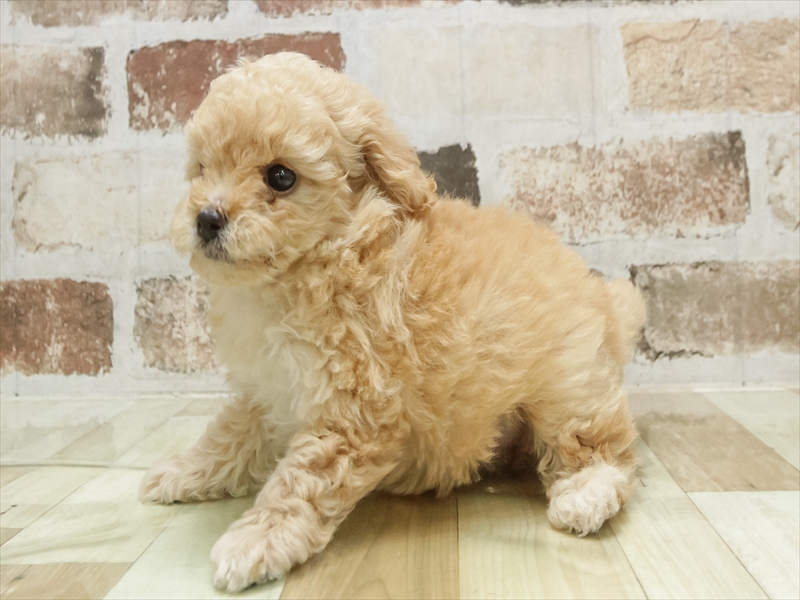 愛知県のトイプードル(タイニー) (ワンラブ名古屋守山インター総本店/2026年1月30日生まれ/女の子/クリーム)の子犬の2枚目の画像