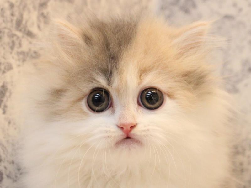 神奈川県のマンチカン (ワンラブLICOPA 川崎店/2026年1月31日生まれ/女の子/ダイリュートキャリコ)の子猫の1枚目の画像