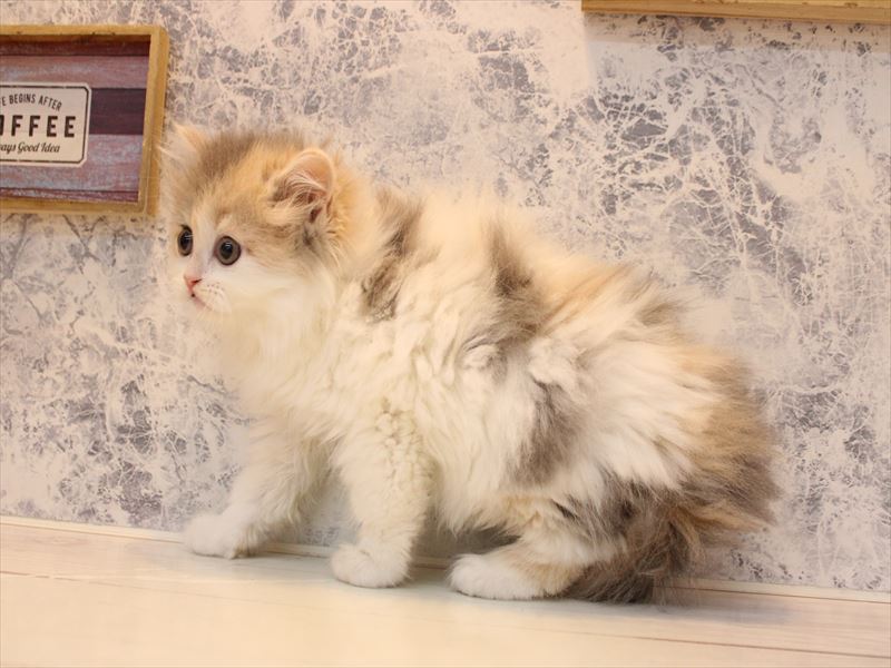 神奈川県のマンチカン (ワンラブLICOPA 川崎店/2026年1月31日生まれ/女の子/ダイリュートキャリコ)の子猫の3枚目の画像