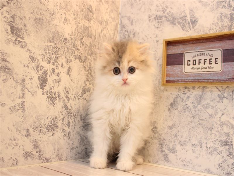 神奈川県のマンチカン (ワンラブLICOPA 川崎店/2026年1月31日生まれ/女の子/ダイリュートキャリコ)の子猫の2枚目の画像