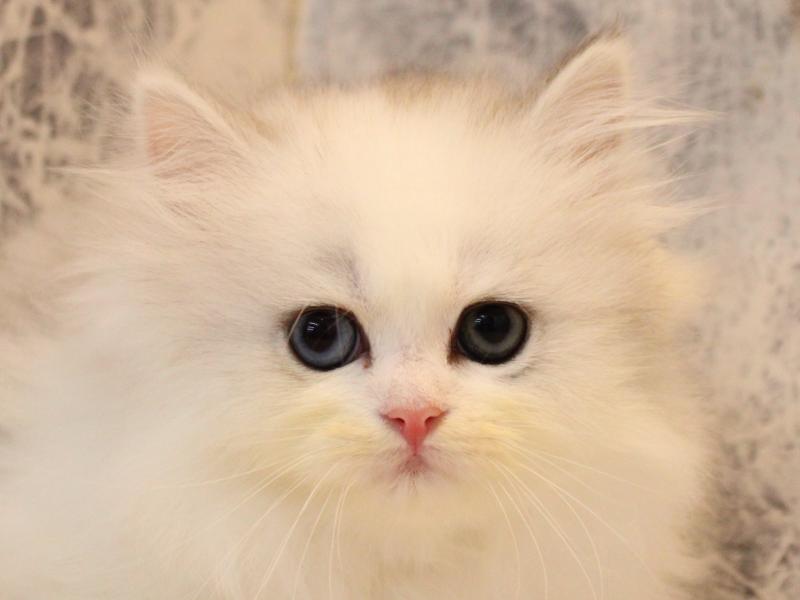 埼玉県のミヌエット (ワンラブ埼玉寄居店/2026年2月2日生まれ/女の子/シルバーパッチドタビーホワイト)の子猫の1枚目の画像