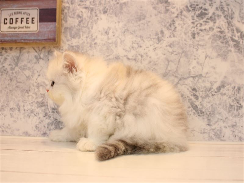 埼玉県のミヌエット (ワンラブ埼玉寄居店/2026年2月2日生まれ/女の子/シルバーパッチドタビーホワイト)の子猫の3枚目の画像