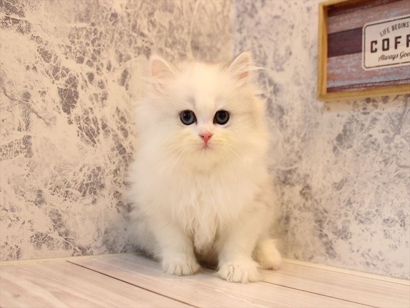 埼玉県のミヌエット (ワンラブ埼玉寄居店/2026年2月2日生まれ/女の子/シルバーパッチドタビーホワイト)の子猫の2枚目の画像