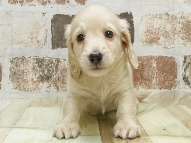 愛知県のミニチュアダックスフンド(ロング) (ワンラブ名古屋守山インター総本店/2026年2月3日生まれ/男の子/イエロー)の子犬の3枚目の画像