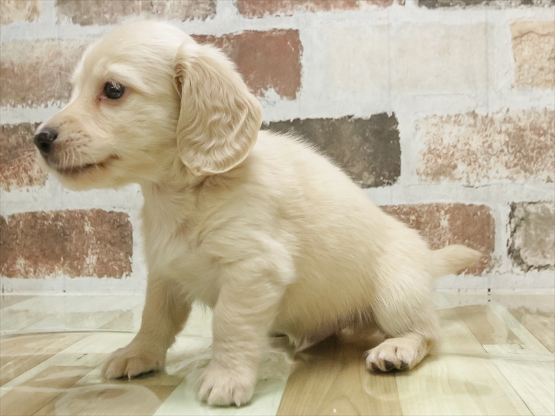 愛知県のミニチュアダックスフンド(ロング) (ワンラブ名古屋守山インター総本店/2026年2月3日生まれ/男の子/イエロー)の子犬の2枚目の画像