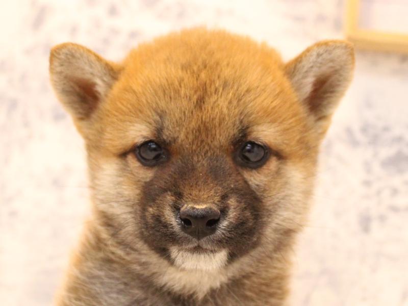 神奈川県の柴犬(標準サイズ) (ワンラブLICOPA 川崎店/2026年2月2日生まれ/男の子/赤)の子犬の1枚目の画像