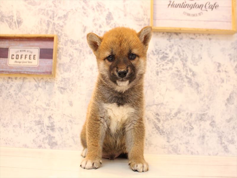 神奈川県の柴犬(標準サイズ) (ワンラブLICOPA 川崎店/2026年2月2日生まれ/男の子/赤)の子犬の3枚目の画像