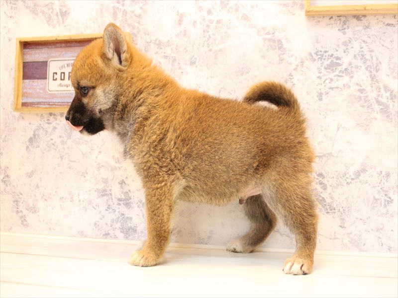 神奈川県の柴犬(標準サイズ) (ワンラブLICOPA 川崎店/2026年2月2日生まれ/男の子/赤)の子犬の2枚目の画像