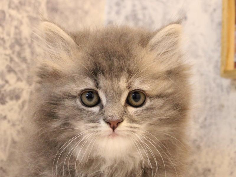 東京都のサイベリアン (ワンラブカインズ八王子長房店/2026年2月2日生まれ/女の子/ブルータビー)の子猫の1枚目の画像