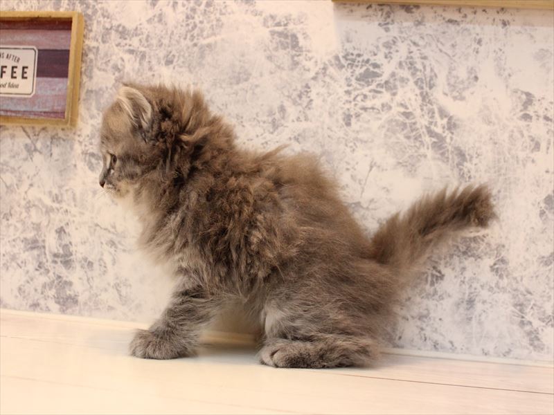 東京都のサイベリアン (ワンラブカインズ八王子長房店/2026年2月2日生まれ/女の子/ブルータビー)の子猫の3枚目の画像