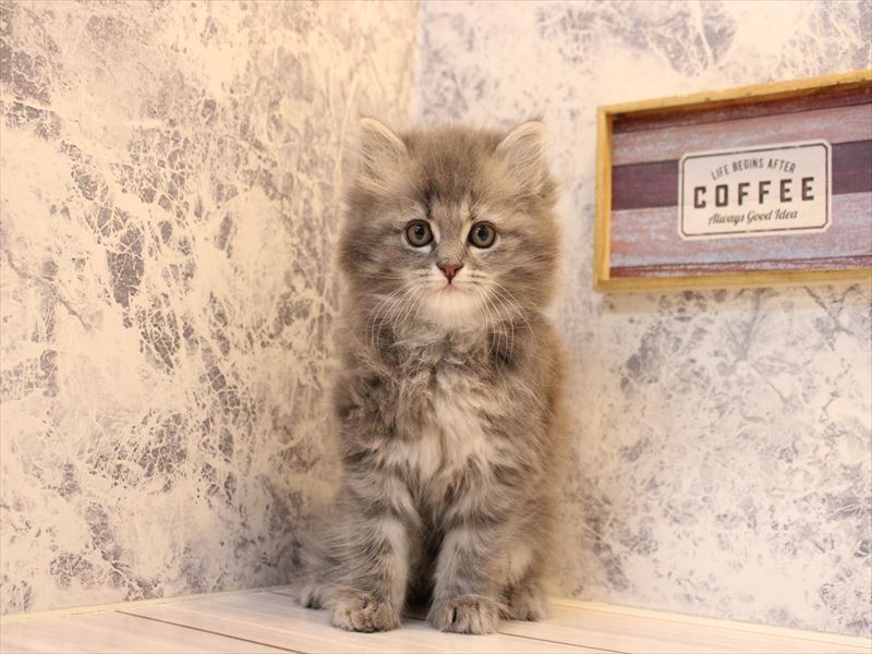 東京都のサイベリアン (ワンラブカインズ八王子長房店/2026年2月2日生まれ/女の子/ブルータビー)の子猫の2枚目の画像