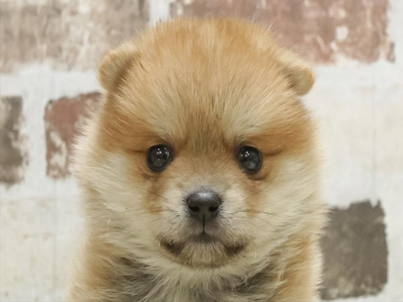 愛知県のポメマル/マルポメ(ポメラニアン×マルチーズ) (ワンラブ名古屋守山インター総本店/2026年2月1日生まれ/男の子/赤)の子犬の1枚目の画像