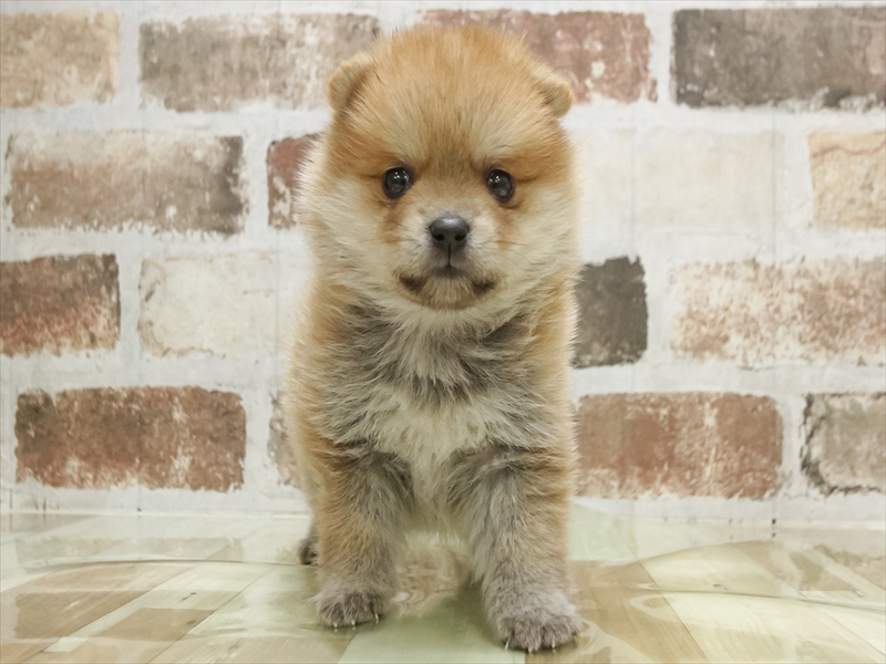 愛知県のポメマル/マルポメ(ポメラニアン×マルチーズ) (ワンラブ名古屋守山インター総本店/2026年2月1日生まれ/男の子/赤)の子犬の3枚目の画像