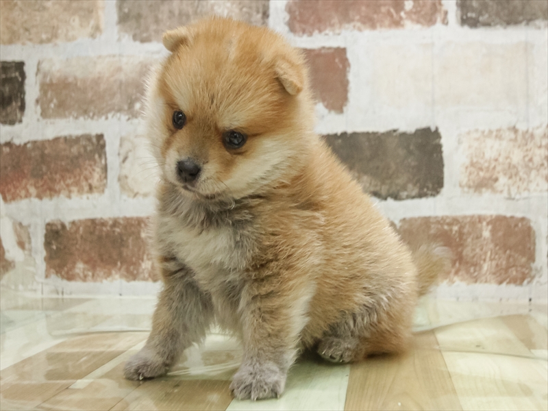 愛知県のポメマル/マルポメ(ポメラニアン×マルチーズ) (ワンラブ名古屋守山インター総本店/2026年2月1日生まれ/男の子/赤)の子犬の2枚目の画像