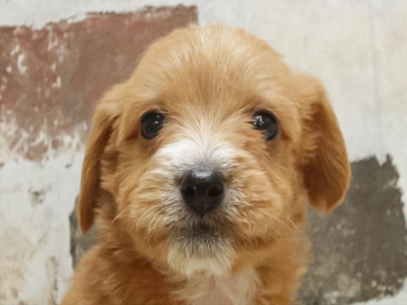 愛知県のハーフ犬・ミックス犬 (ワンラブ名古屋守山インター総本店/2026年2月3日生まれ/女の子/レッド)の子犬