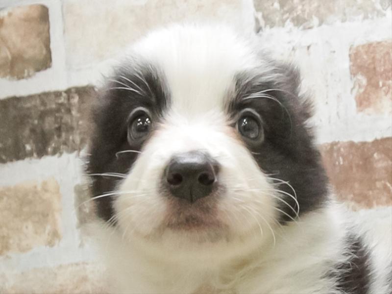 愛知県のボーダーコリー (ワンラブ名古屋守山インター総本店/2026年2月2日生まれ/男の子/ブラックホワイト)の子犬