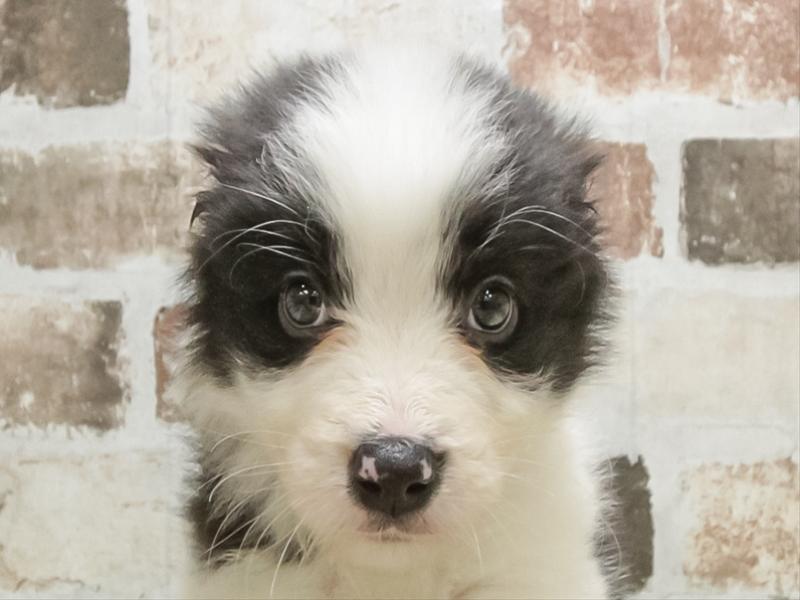 愛知県のボーダーコリー (ワンラブ名古屋守山インター総本店/2026年2月2日生まれ/女の子/ブラックホワイト)の子犬