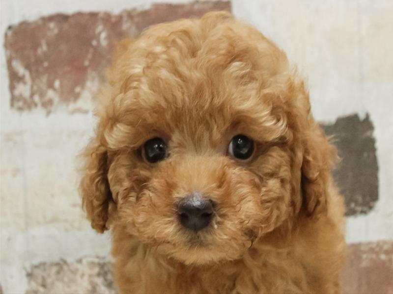 愛知県のトイプードル(タイニー) (ワンラブ名古屋守山インター総本店/2026年2月3日生まれ/女の子/レッドフォーン)の子犬の1枚目の画像