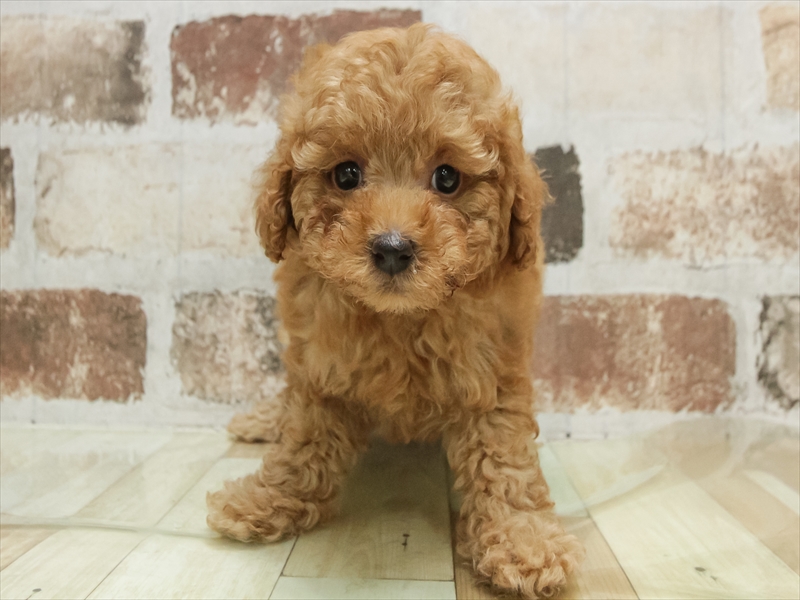 愛知県のトイプードル(タイニー) (ワンラブ名古屋守山インター総本店/2026年2月3日生まれ/女の子/レッドフォーン)の子犬の3枚目の画像