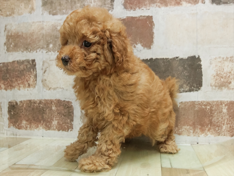 愛知県のトイプードル(タイニー) (ワンラブ名古屋守山インター総本店/2026年2月3日生まれ/女の子/レッドフォーン)の子犬の2枚目の画像