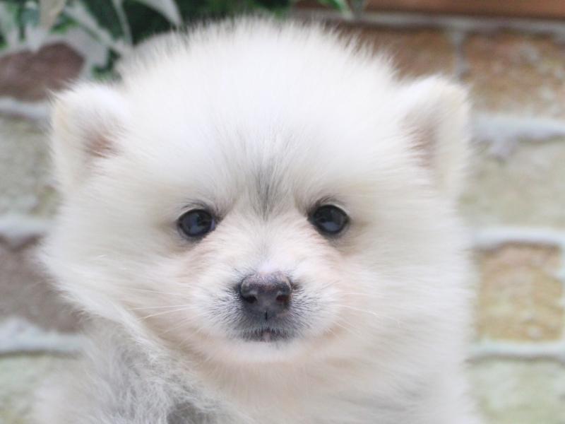 神奈川県のポンスキー(ポメラニアン×シベリアンハスキー) (ワンラブTHE OUTLETS  湘南平塚店/2026年2月3日生まれ/女の子/シルバーホワイト)の子犬の1枚目の画像