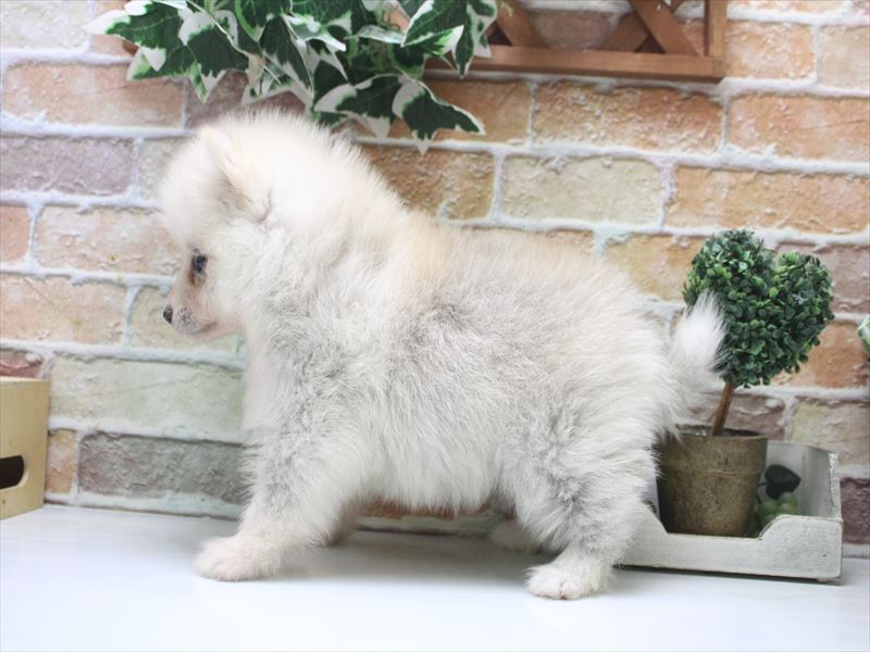 神奈川県のポンスキー(ポメラニアン×シベリアンハスキー) (ワンラブTHE OUTLETS  湘南平塚店/2026年2月3日生まれ/女の子/シルバーホワイト)の子犬の3枚目の画像