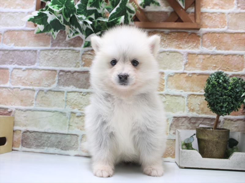 神奈川県のポンスキー(ポメラニアン×シベリアンハスキー) (ワンラブTHE OUTLETS  湘南平塚店/2026年2月3日生まれ/女の子/シルバーホワイト)の子犬の2枚目の画像