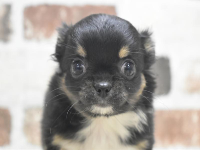 愛知県のチワワ(ロング) (ワンラブ名古屋守山インター総本店/2026年2月2日生まれ/女の子/ブラックタンホワイト)の子犬の1枚目の画像