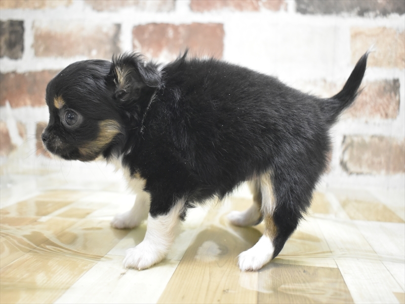愛知県のチワワ(ロング) (ワンラブ名古屋守山インター総本店/2026年2月2日生まれ/女の子/ブラックタンホワイト)の子犬の3枚目の画像