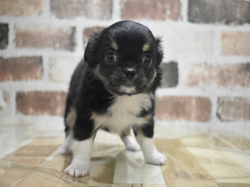 愛知県のチワワ(ロング) (ワンラブ名古屋守山インター総本店/2026年2月2日生まれ/女の子/ブラックタンホワイト)の子犬の2枚目の画像