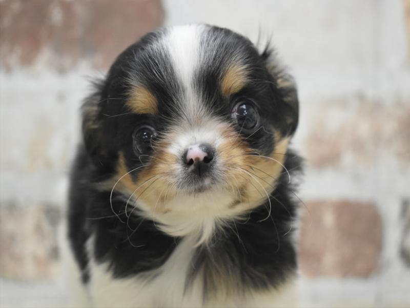 愛知県のチワワ(ロング) (ワンラブ名古屋守山インター総本店/2026年2月2日生まれ/男の子/ブラックタンホワイト)の子犬の1枚目の画像