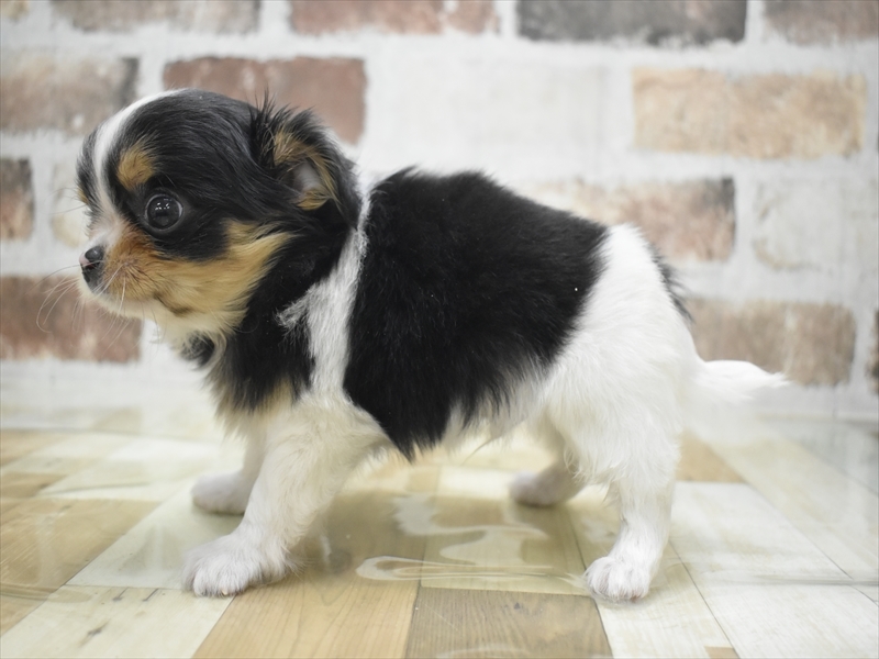 愛知県のチワワ(ロング) (ワンラブ名古屋守山インター総本店/2026年2月2日生まれ/男の子/ブラックタンホワイト)の子犬の3枚目の画像