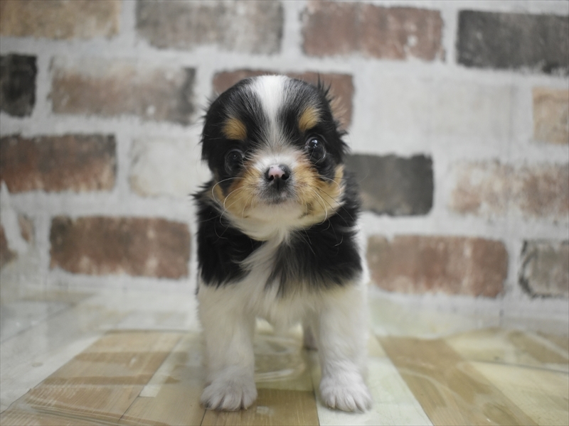 愛知県のチワワ(ロング) (ワンラブ名古屋守山インター総本店/2026年2月2日生まれ/男の子/ブラックタンホワイト)の子犬の2枚目の画像