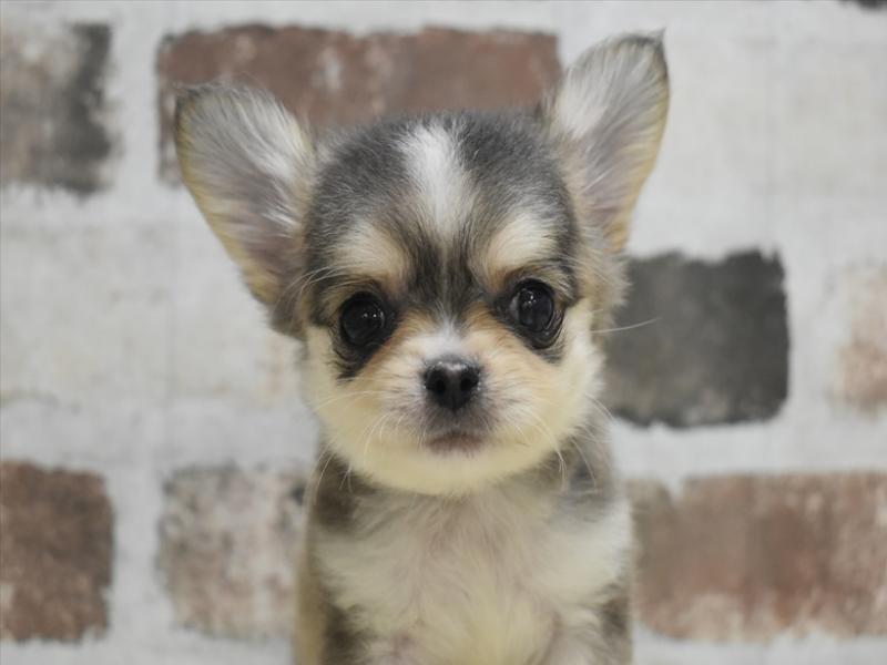 三重県のチワワ(ロング) (ワンラブカインズ明和店(FC)/2026年2月5日生まれ/男の子/ウルフホワイト)の子犬の1枚目の画像