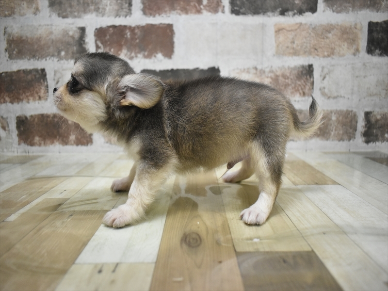 三重県のチワワ(ロング) (ワンラブカインズ明和店(FC)/2026年2月5日生まれ/男の子/ウルフホワイト)の子犬の3枚目の画像