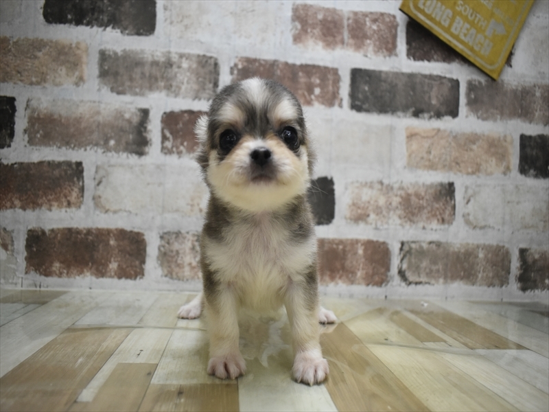 三重県のチワワ(ロング) (ワンラブカインズ明和店(FC)/2026年2月5日生まれ/男の子/ウルフホワイト)の子犬の2枚目の画像