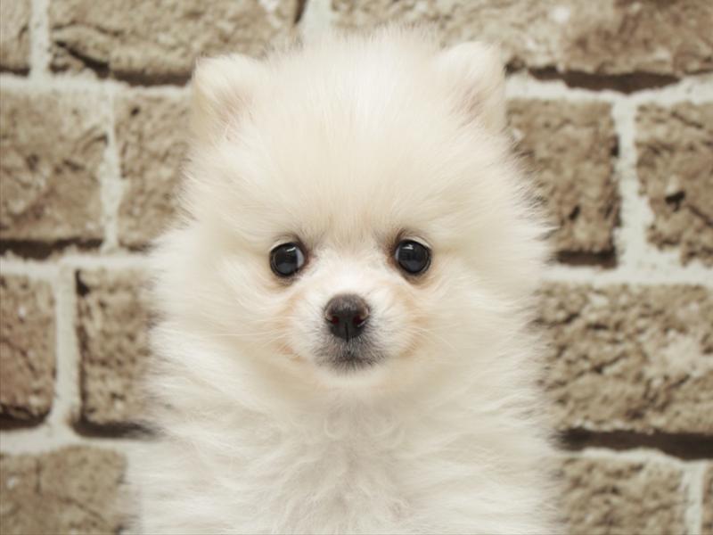 福岡県のポメラニアン (ワンラブ福岡総本店/2026年2月2日生まれ/女の子/ホワイト)の子犬の1枚目の画像