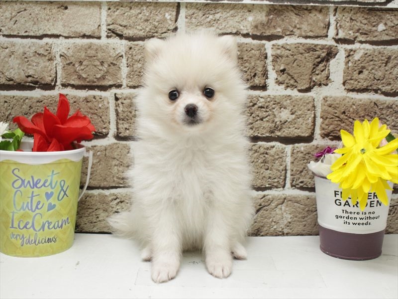 福岡県のポメラニアン (ワンラブ福岡総本店/2026年2月2日生まれ/女の子/ホワイト)の子犬の3枚目の画像