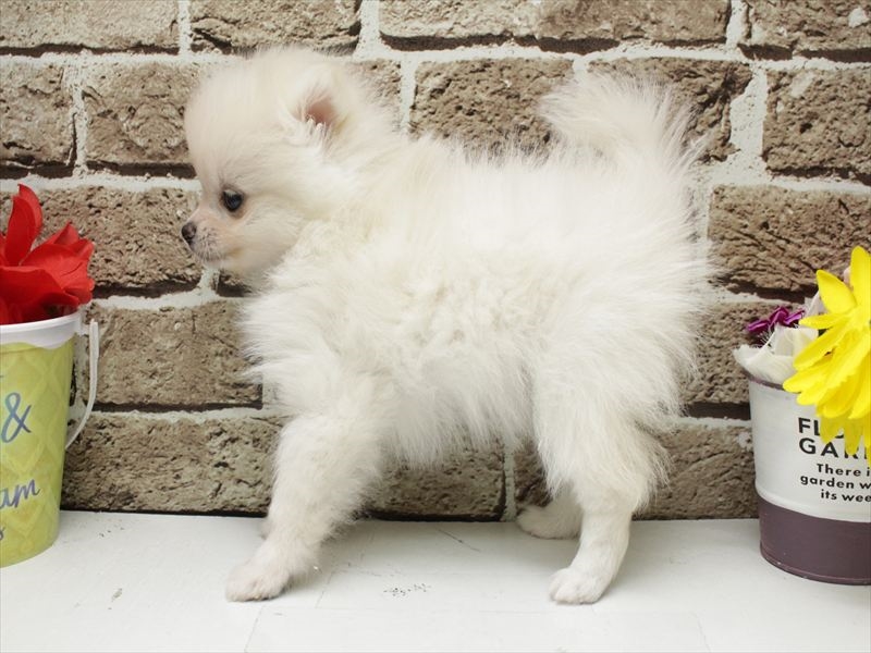 福岡県のポメラニアン (ワンラブ福岡総本店/2026年2月2日生まれ/女の子/ホワイト)の子犬の2枚目の画像