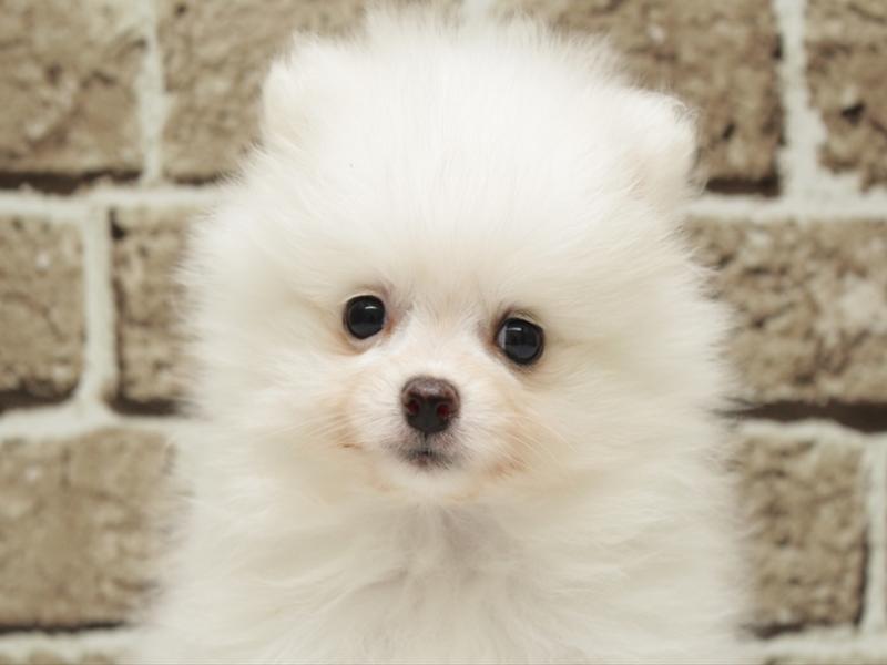 福岡県のポメラニアン (ワンラブ福岡総本店/2026年2月2日生まれ/女の子/ホワイト)の子犬の1枚目の画像