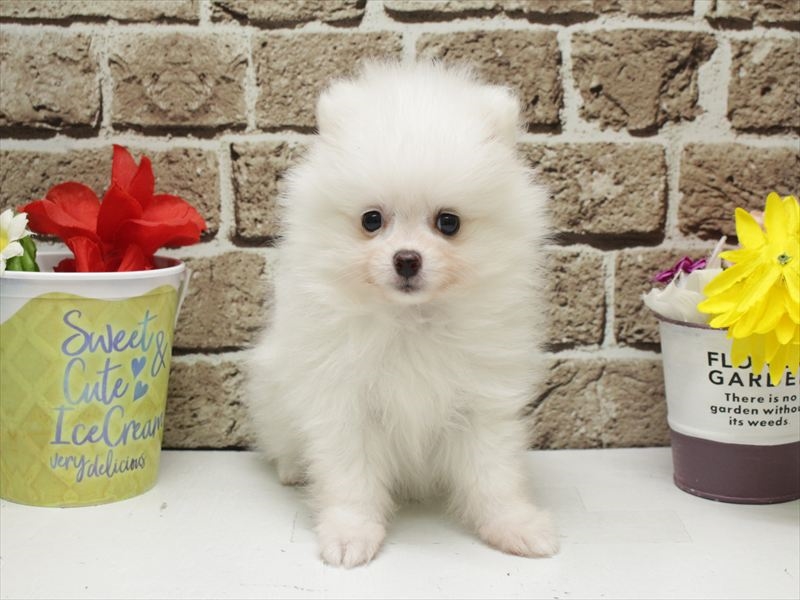 福岡県のポメラニアン (ワンラブ福岡総本店/2026年2月2日生まれ/女の子/ホワイト)の子犬の3枚目の画像