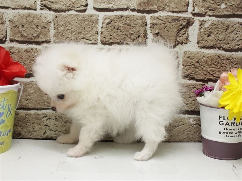 福岡県のポメラニアン (ワンラブ福岡総本店/2026年2月2日生まれ/女の子/ホワイト)の子犬の2枚目の画像