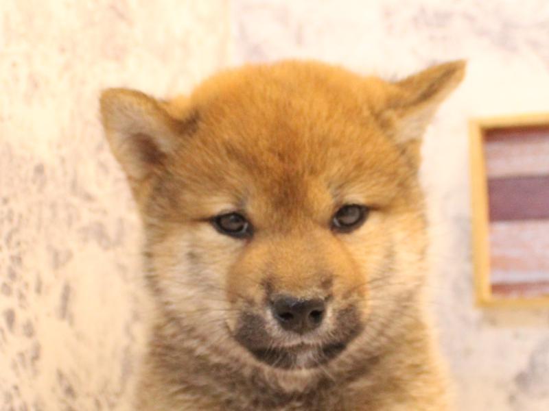 埼玉県の柴犬(標準サイズ) (ワンラブ埼玉寄居店/2026年2月5日生まれ/男の子/赤)の子犬の1枚目の画像