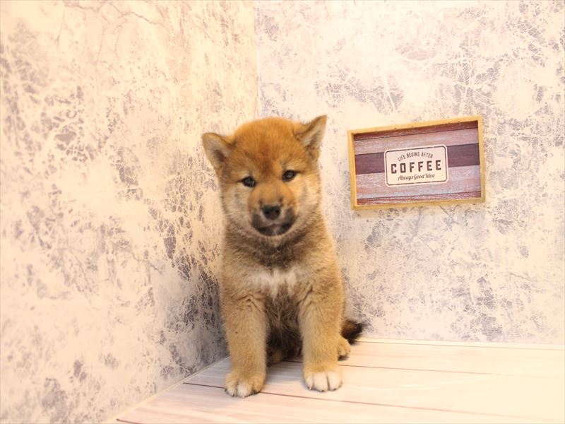 埼玉県の柴犬(標準サイズ) (ワンラブ埼玉寄居店/2026年2月5日生まれ/男の子/赤)の子犬の3枚目の画像