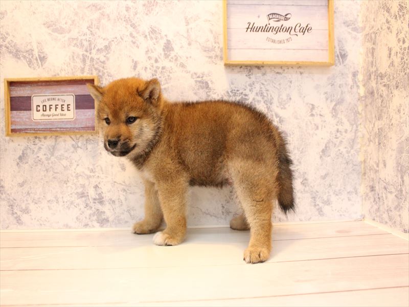 埼玉県の柴犬(標準サイズ) (ワンラブ埼玉寄居店/2026年2月5日生まれ/男の子/赤)の子犬の2枚目の画像