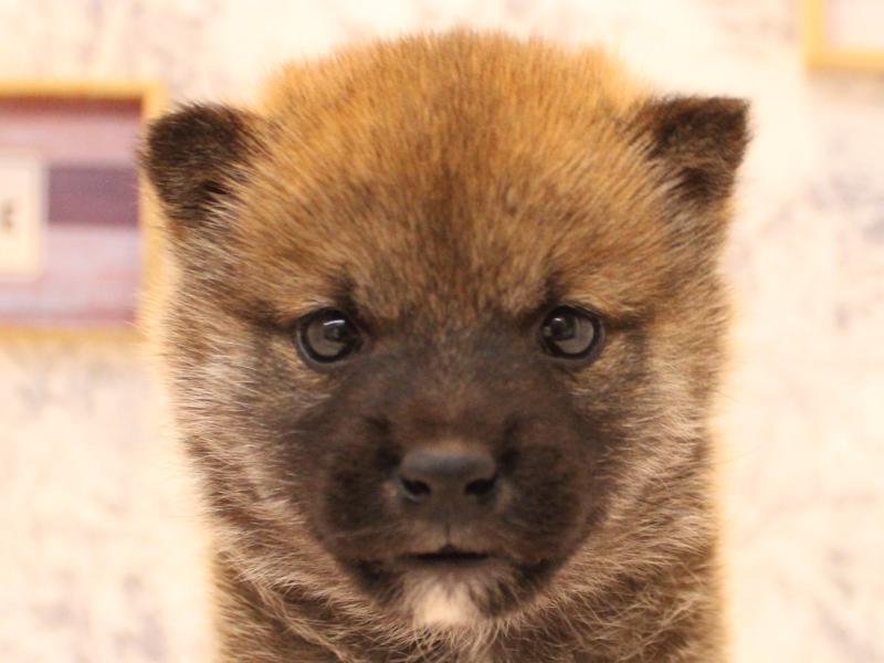 埼玉県の柴犬(標準サイズ) (ワンラブ埼玉寄居店/2026年1月29日生まれ/男の子/赤)の子犬の1枚目の画像